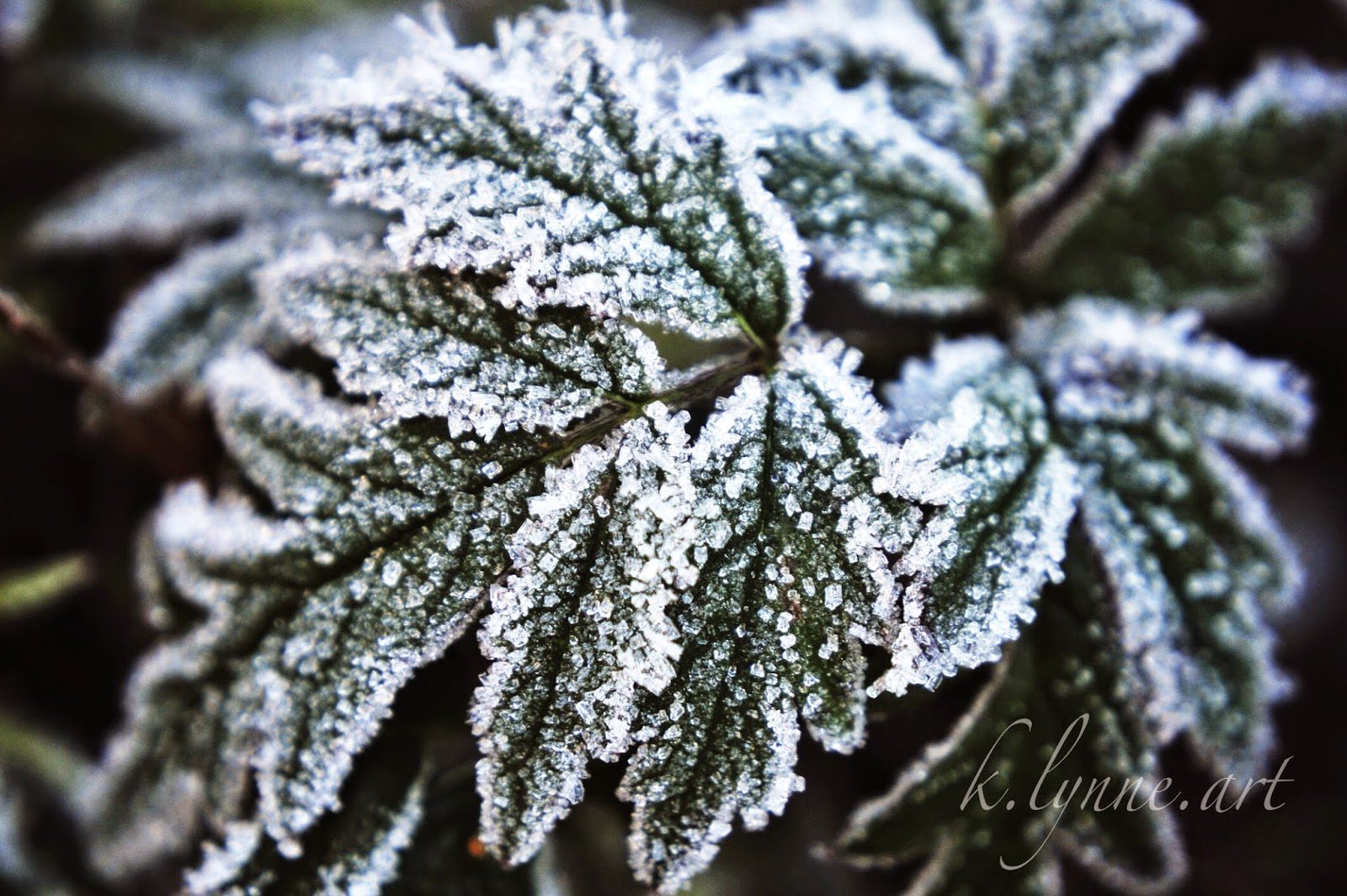 frosted inspiration